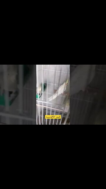 طيور الكالوبسيت روعة