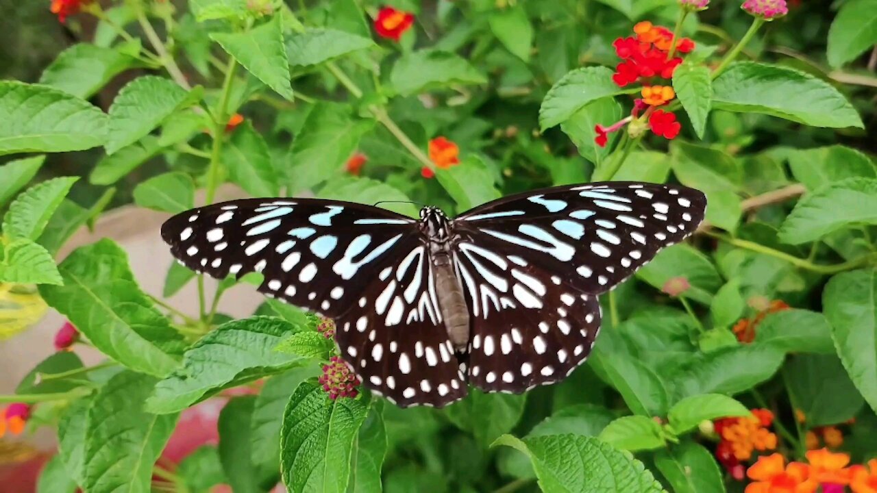 Slow motion butterfly on flower