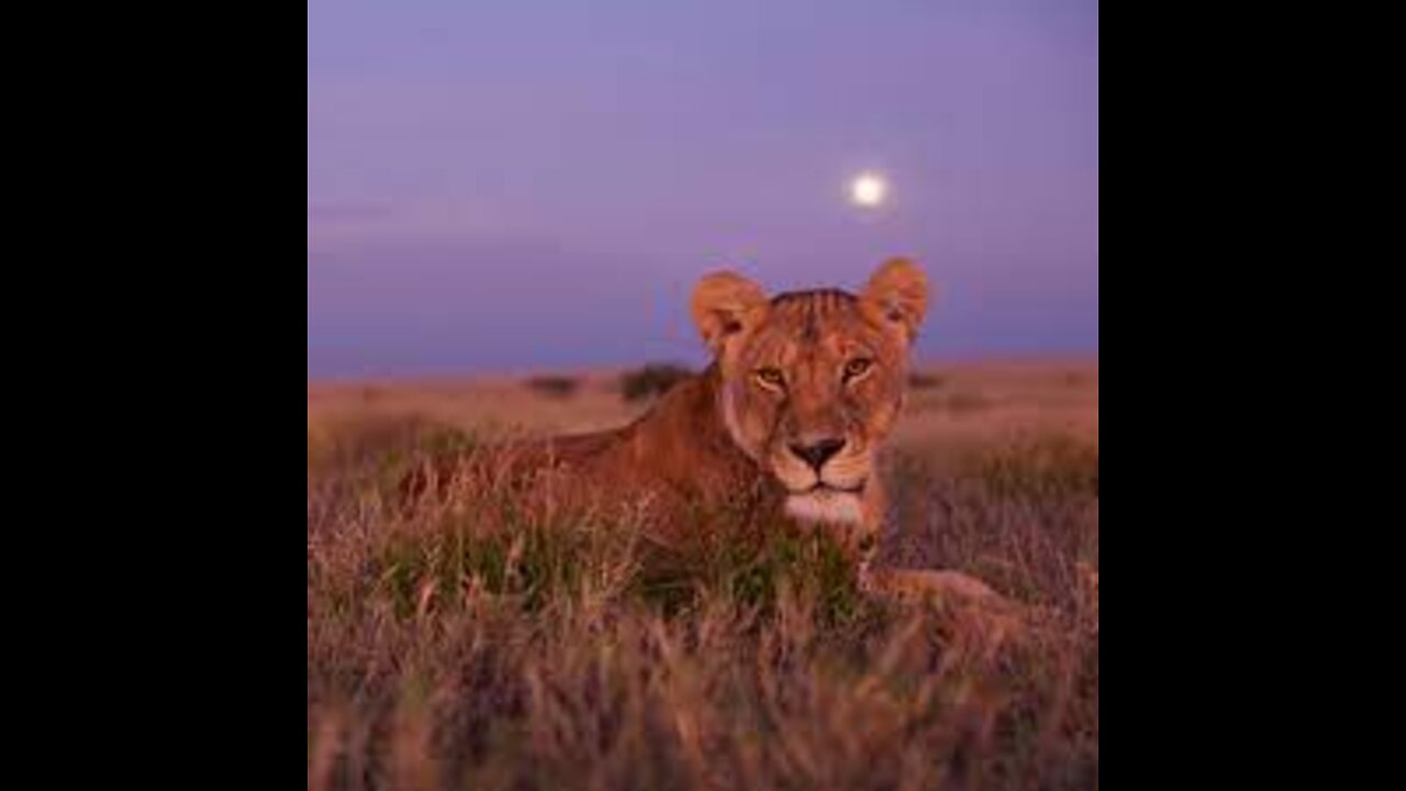 MORDE ; Lions vs Buffalo - Wildlife Animal
