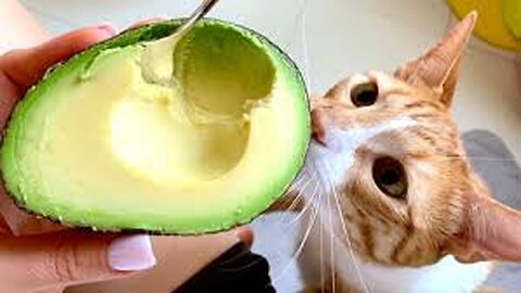 Cat eating an Avocado.