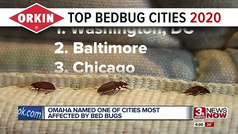 Omaha Named One of the Cities Most Affected By Bed Bugs