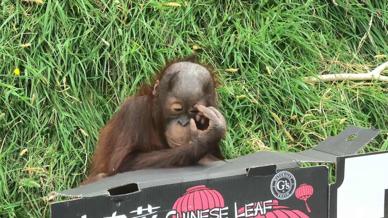 Orangutan baby adorably plays with an empty cardboard box