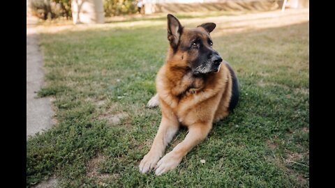 STEP by STEP guide for guard DOG!!!