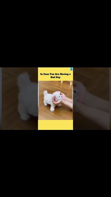 These Animals Will Make your Day Better | Funny Animal Video Compilation