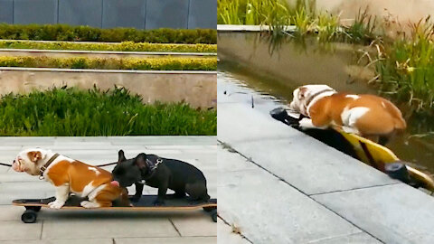 french bulldog and his friend riding on a scateboard #dog #frenchbulldog #scateboard #scateborders