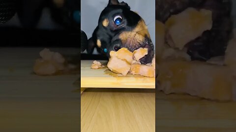 Rottweiler ASMR #shorts #short #viral #asmr #subscribe