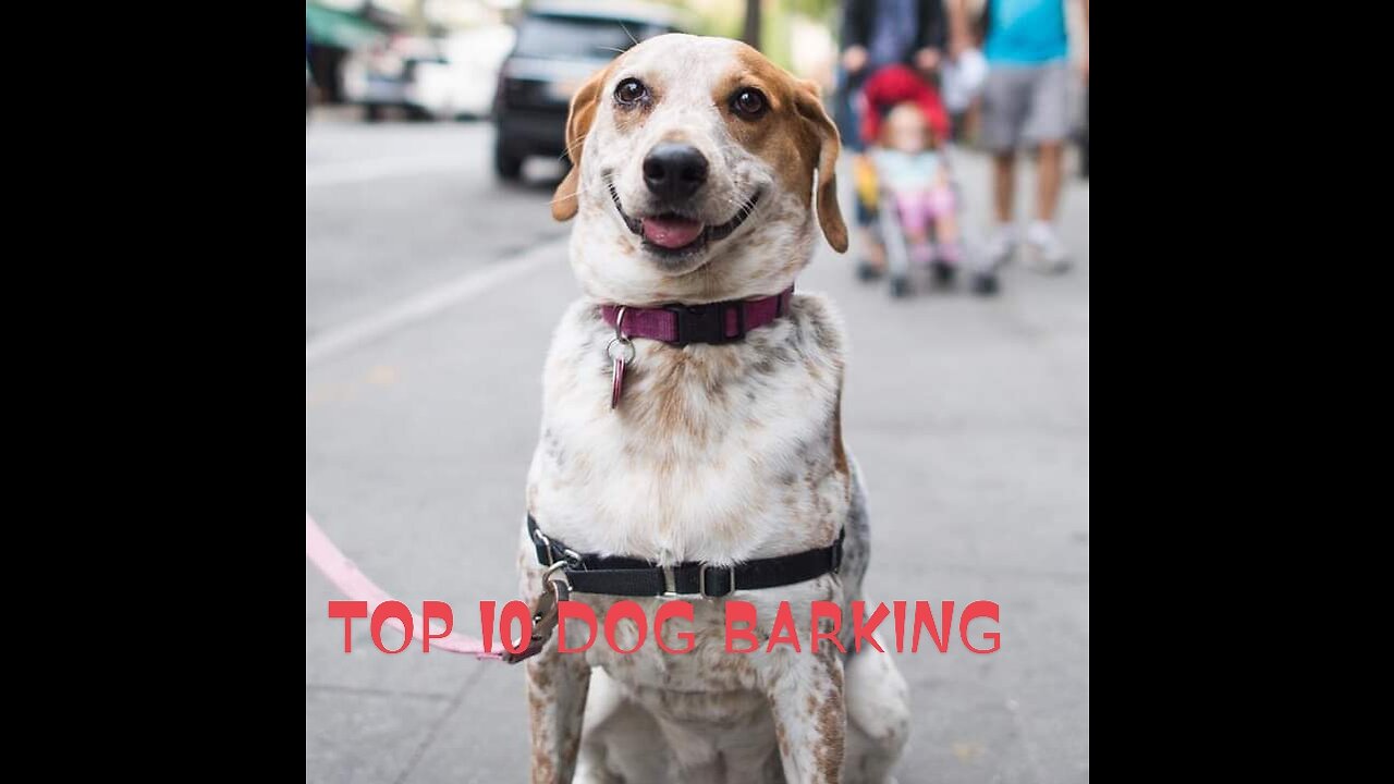 #The Dogs Barking #top10