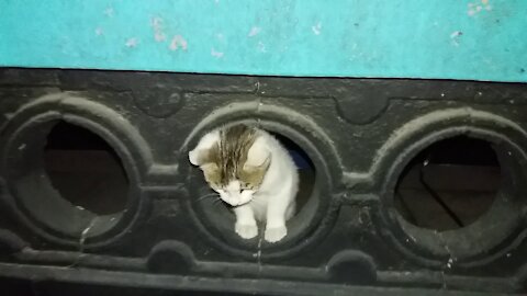 The cute look of a cat in a circle.(48day old cat - part9)