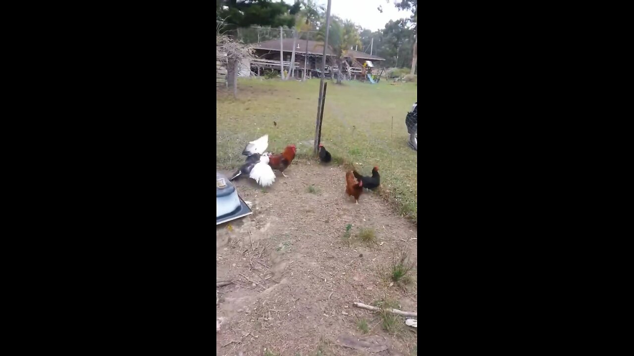 bird mating with chicken?