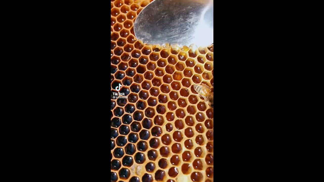 Viral Video Honey - Honey Life