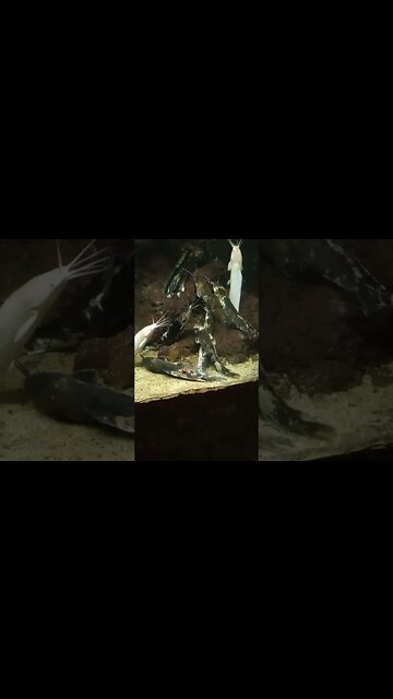 River Cat Fish resting 😃