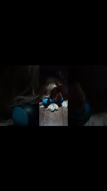 #dogshow, #amimals, #dogs, #shorts