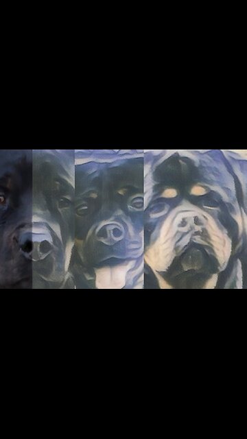 She Built For This Top Dog, DU Young Female Working.