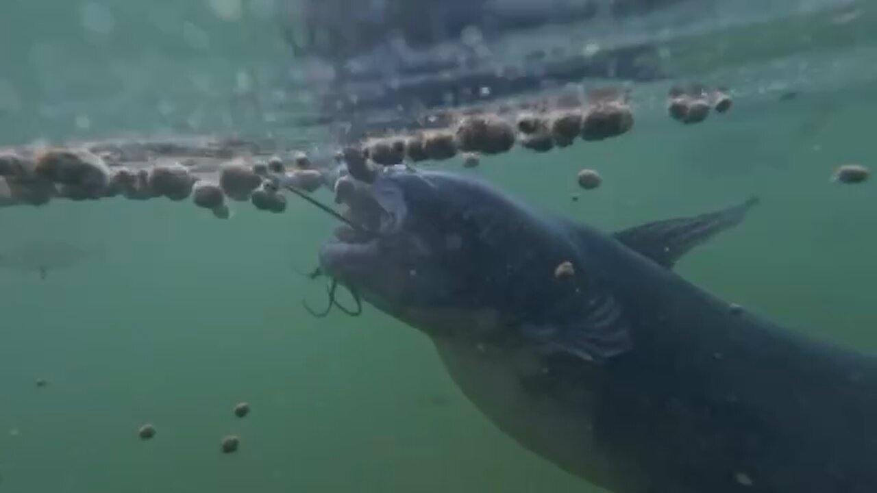 Awesome sized Catfish Feeding