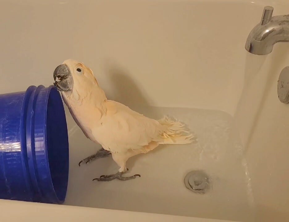 Bathtime