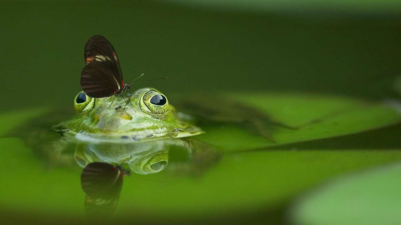 🔥 Nature of Butterflies Videos