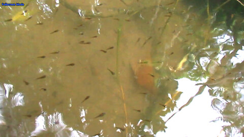Mani has given birth to a beautiful baby fish