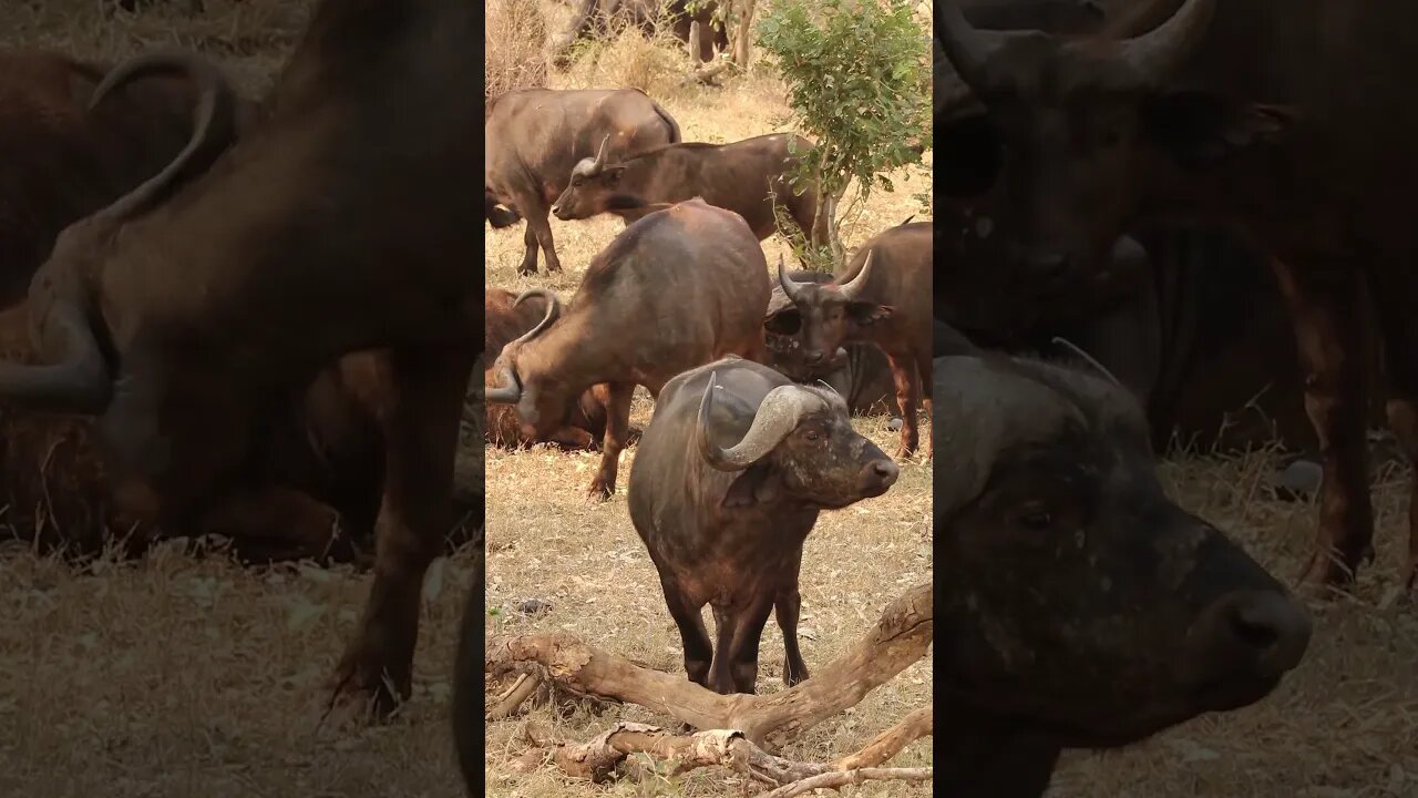 Cape Buffalo #nature #wildlife #amazing #animals #safari