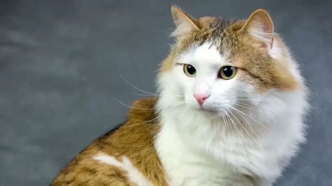 The BIGGEST CAT BREEDS In The World