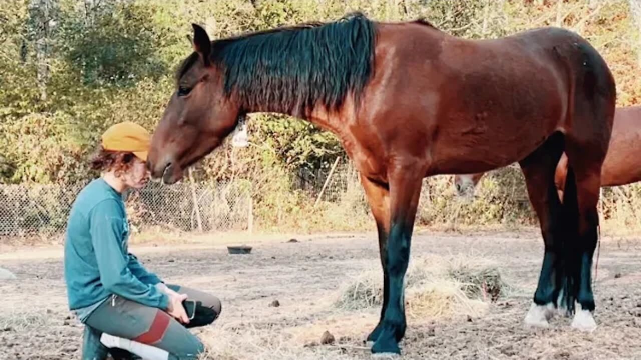 DAY 4: Befriending Wild Horses With No Ropes, No Restraints