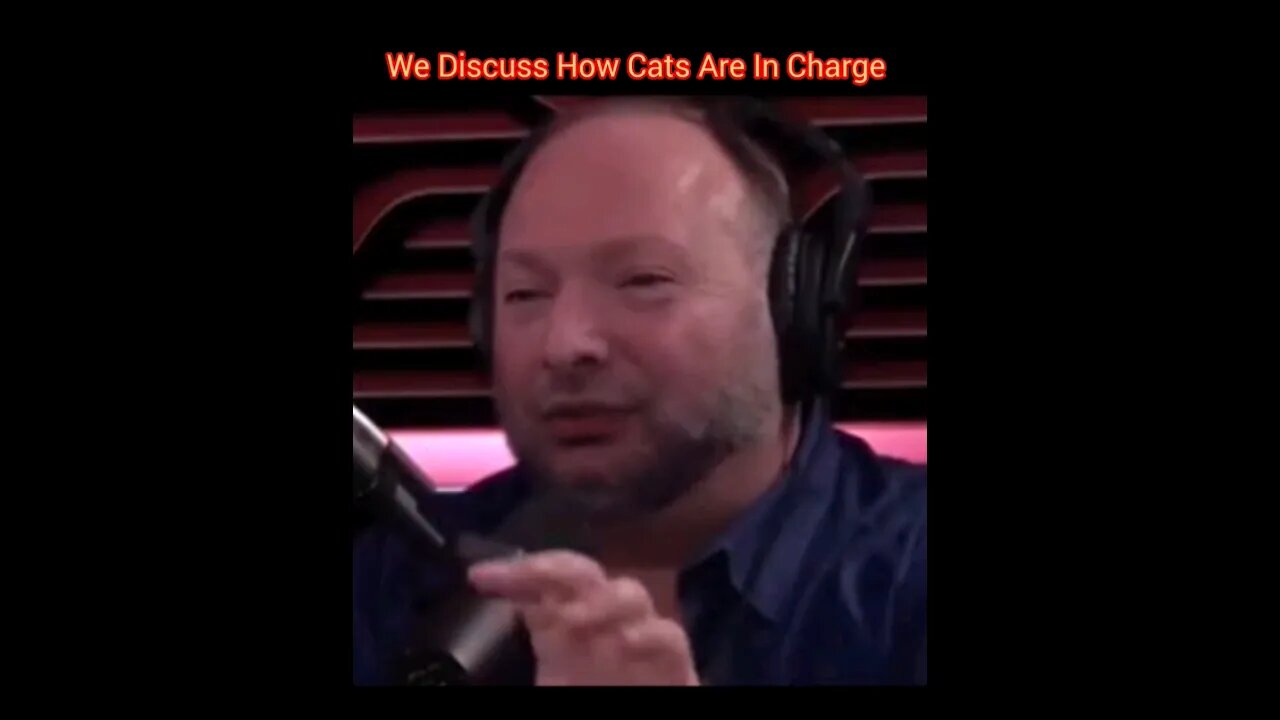 Powerful Deepfake in n out of Context Podcast | Cats Rule The World? #youtubeshorts #viral #vlog