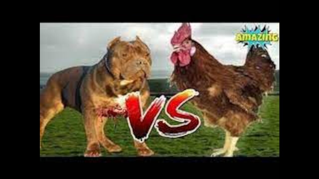 Chicken VS Dog Fight - Fun4Homosapiens