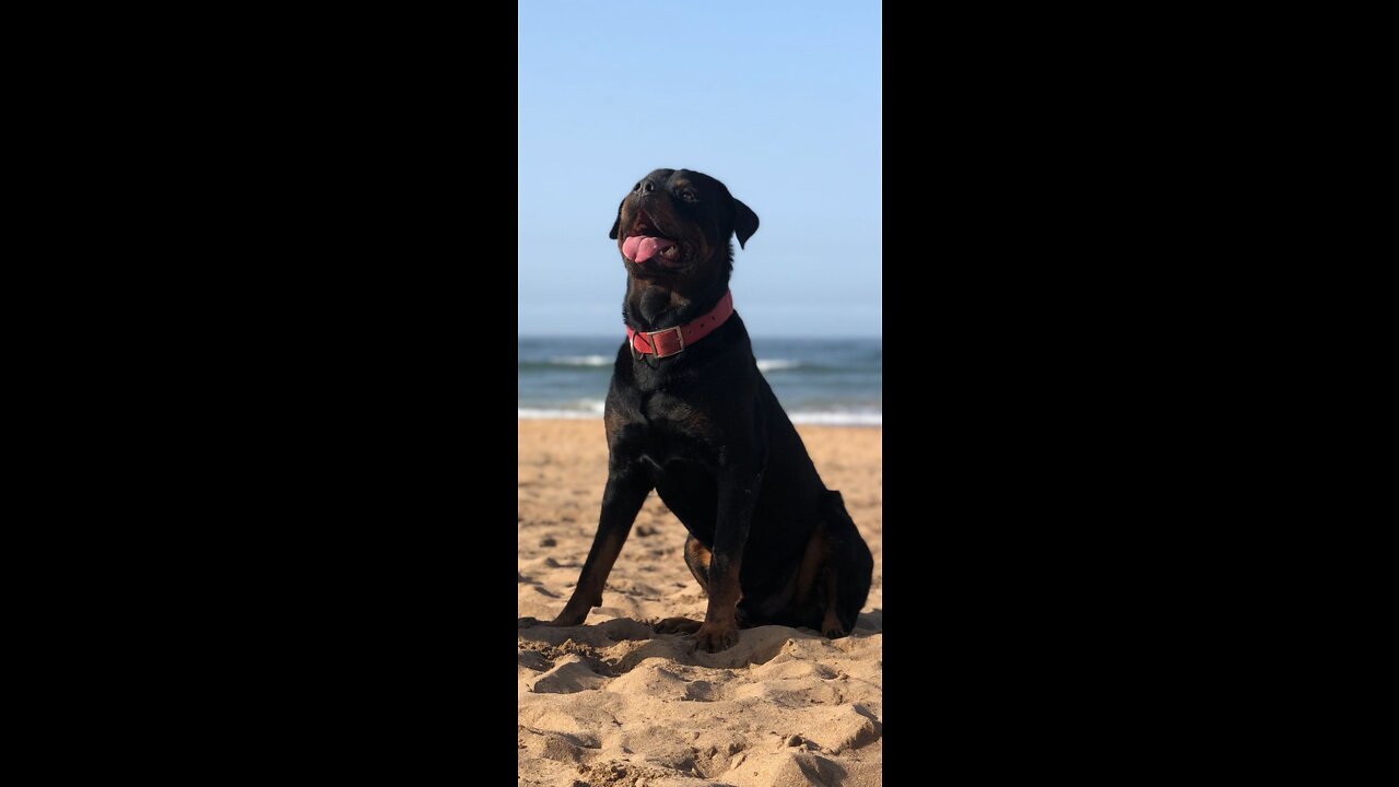 Mylovelydogs