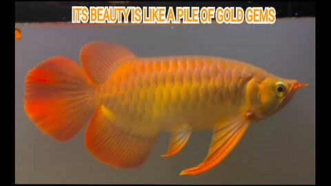 ORIGINAL INDONESIAN SUPER RED AROWANA ORNAMENTAL FISH