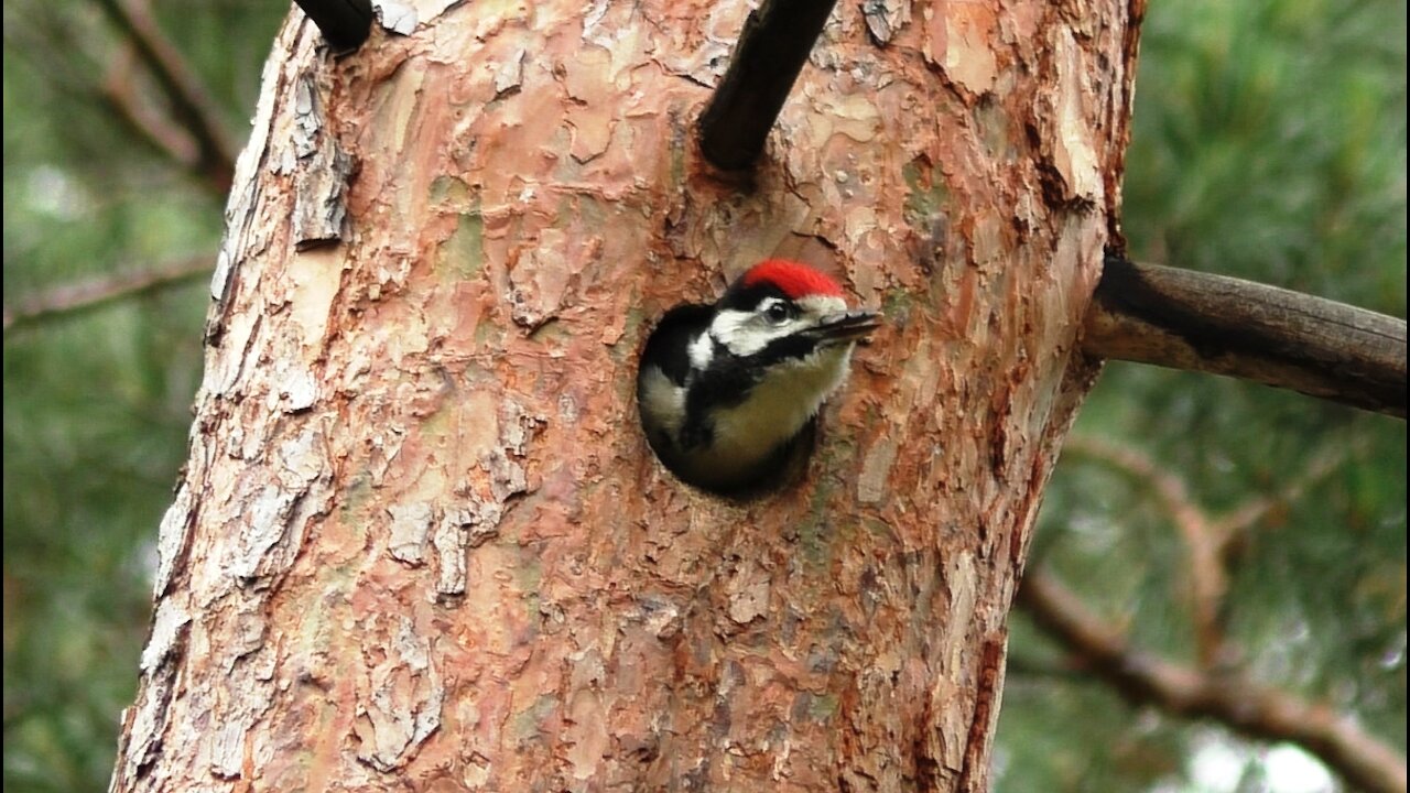 Woody Woodpecker as a baby