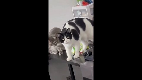 Cute Cats & Funny Cats #funny #cats #cute