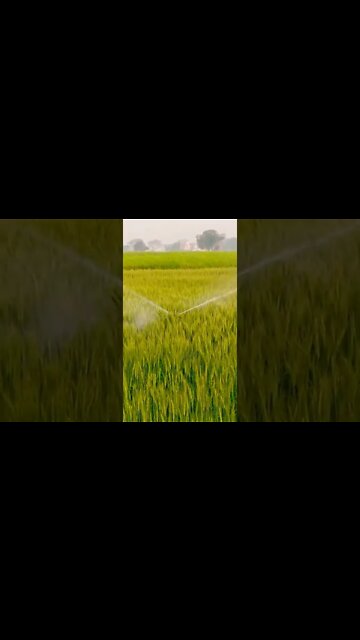 baarish ki jaye 🦚🦚 #youtubeshorts #shorts #youtube #shortvideo #shortyoutube