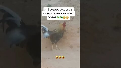 Até o galo aqui de casa sabe em quem vai votar