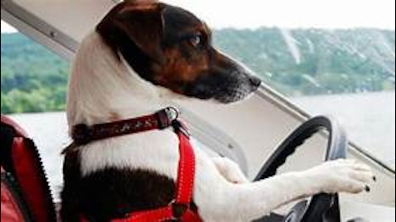 Dog Answers Fan Questions Using Talking Buttons! #4
