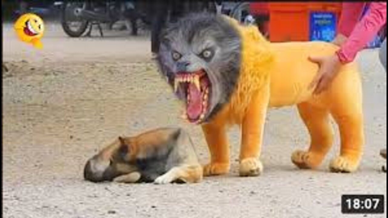 Troll prank and lion/tiger prank to dog funny