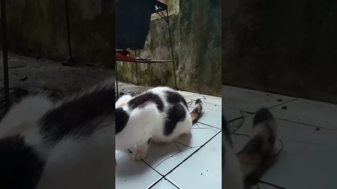 Hiburan dulu...#shortvideo #countrycat #kucing bulu merah