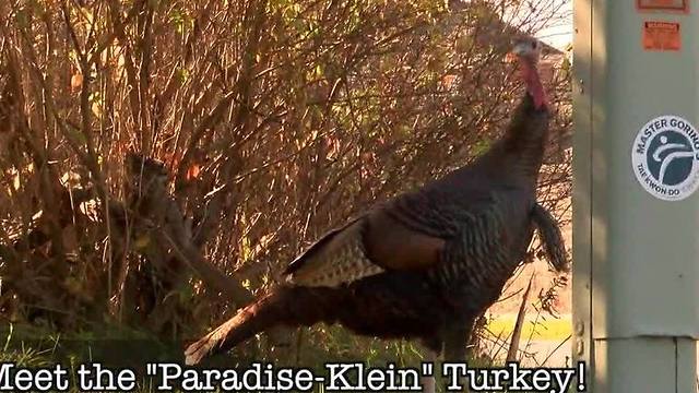 The Paradise-Klein turkey can be seen limping through Williamsville roads