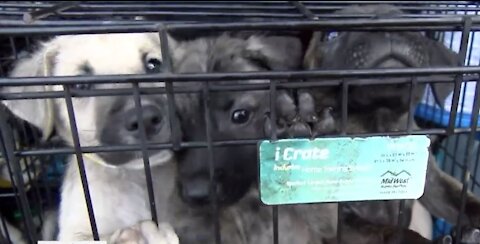 250 animals rescued from euthanization land at Palm Beach International Airport