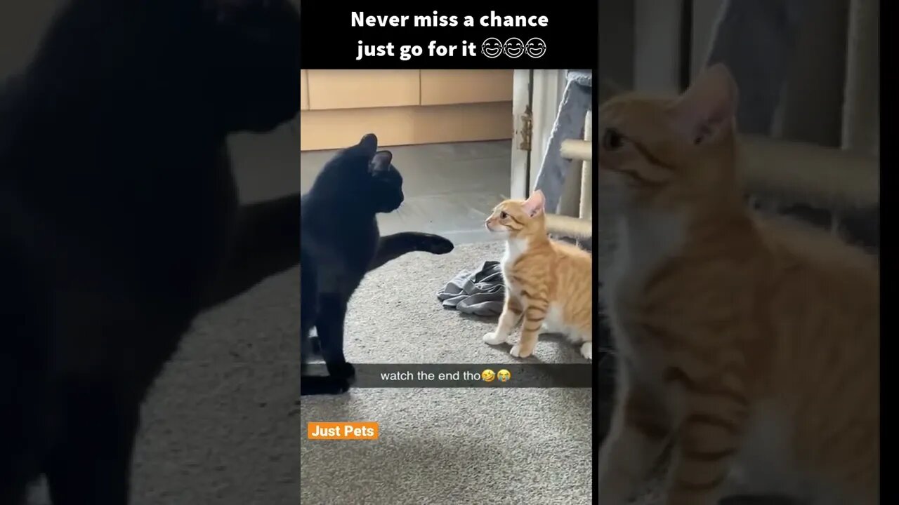 Wait for it 😹 #cat #cute #funnyanimals #funnyvideos #tiktok