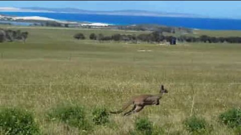 Kangaroo outruns car