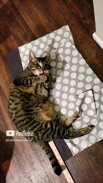 Cute 🐱#cat #tabbycat