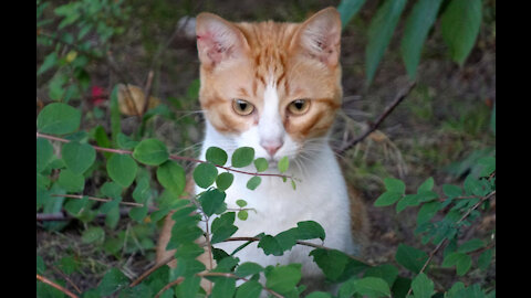 A new app claims to be able to translate cat sounds into English