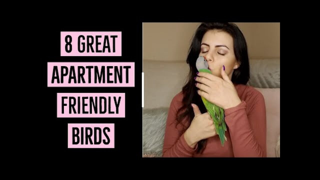 Apartment Friendly Birds ***<>***