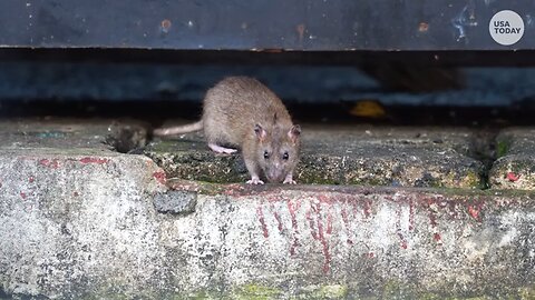 Orkin, a pest control company, ranks Chicago _rattiest city_ for 10th consecutive year _ USA TODAY