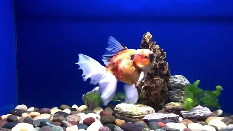 Goldfish kingdom Beautiful oranda54 5