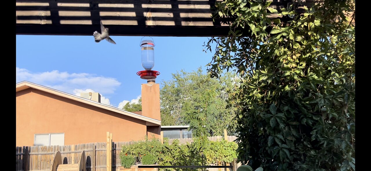 Hummingbirds buzzing the tower