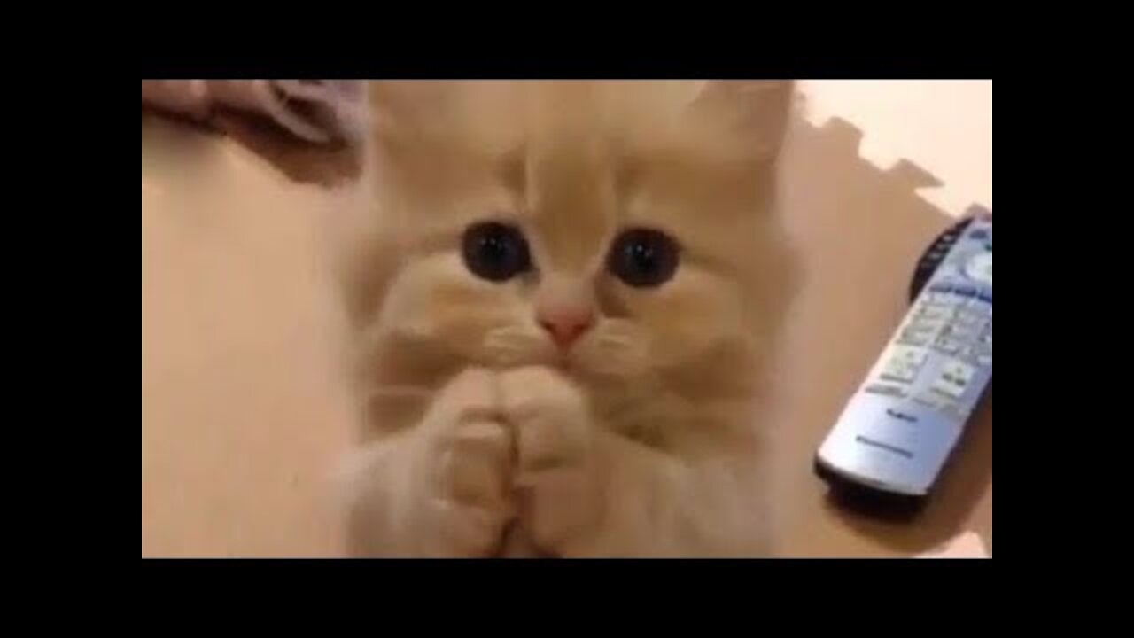 Chat Mignon ✪ Chat Drôle ✪ Vidéo De Chat À Mourir De Rire n°6