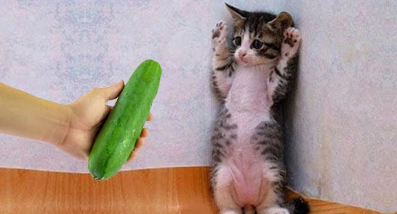 New Funny Animals 😍 Funniest Dogs and Cats Videos 😺🐶