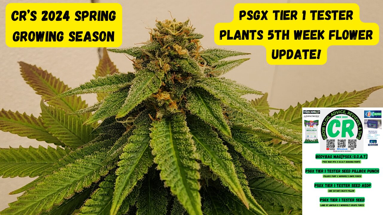 CR's 2024 Spring Growing Season - PSGX Tier 1 Tester Plants 5th Week Flower Update!