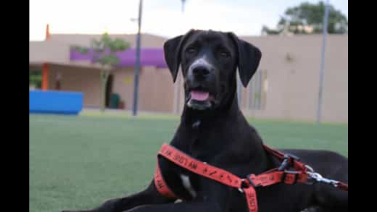 Dog asks for cookies in a very subtle way