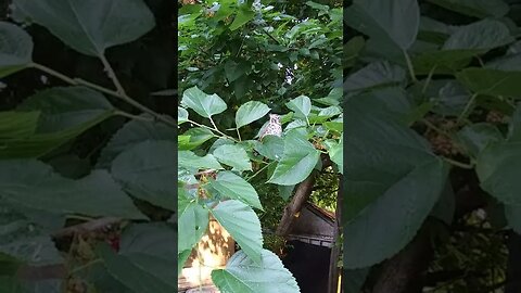 A Baby Robin Bird in a Mulberry Tree